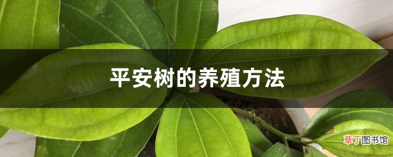 平安树的养殖方法
