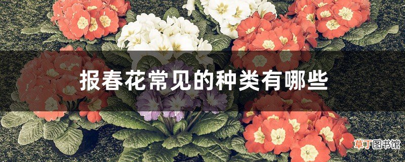报春花常见的种类有哪些
