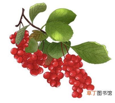 五味子的副作用与禁忌-五味子的副作用有哪些