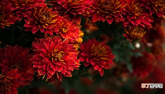 重阳节所要表达意思
