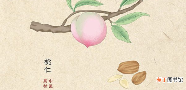 桃仁功效与作用-桃仁功效与作用及禁忌
