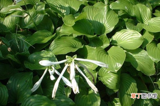 玉簪花的功效与禁忌 玉簪花有毒吗能放在室内吗