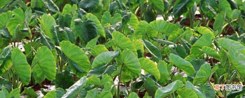 芋头叶子发黄是什么原因引起的 芋头有点黄是变质吗