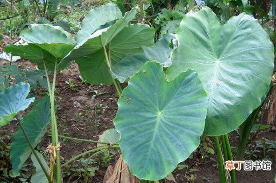 芋头叶子发黄是什么原因引起的 芋头有点黄是变质吗