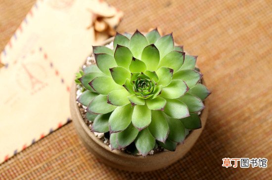 观音莲什么时候栽培最合适 观音莲夏天的养殖方法和注意事项