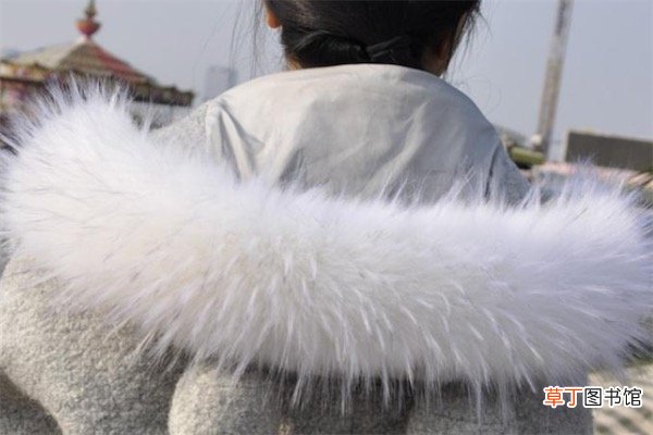貉子毛领怎么清洗