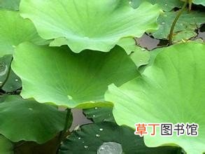 七种有效的懒人减肥法 轻轻松松减掉脂肪