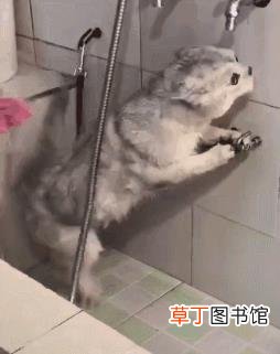 家猫为啥不建议打疫苗 小猫多久洗一次澡