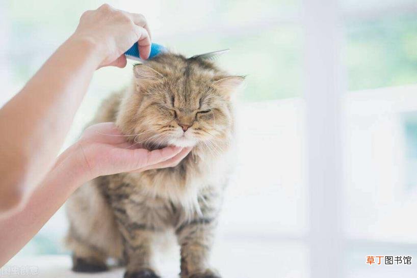 家猫为啥不建议打疫苗 小猫多久洗一次澡