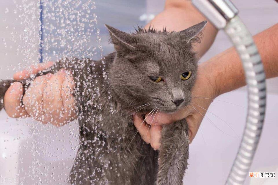 家猫为啥不建议打疫苗 小猫多久洗一次澡
