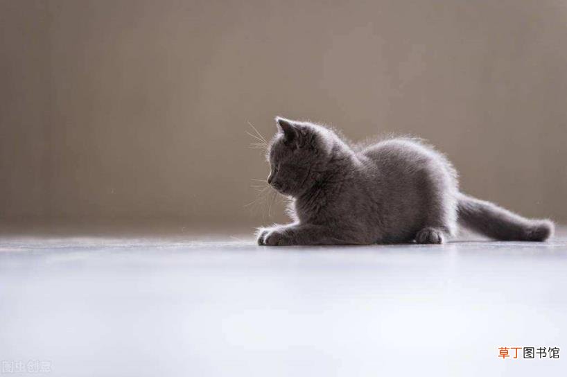 家猫为啥不建议打疫苗 小猫多久洗一次澡