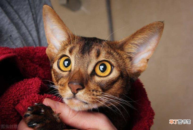 家猫为啥不建议打疫苗 小猫多久洗一次澡