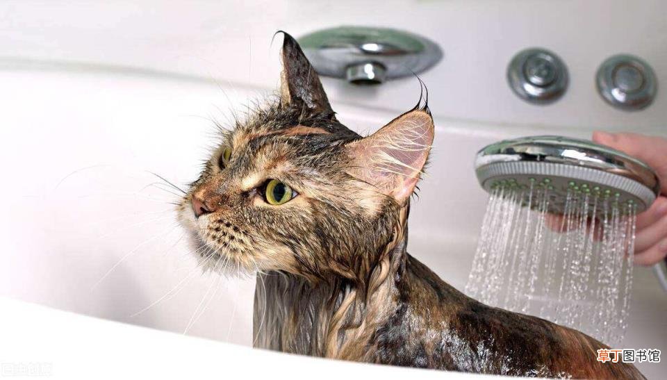 家猫为啥不建议打疫苗 小猫多久洗一次澡