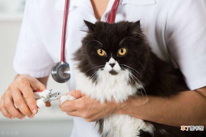 家猫为啥不建议打疫苗 小猫多久洗一次澡