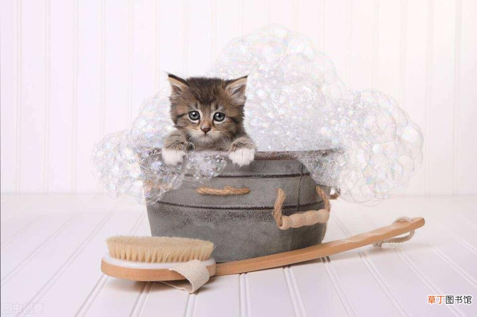 家猫为啥不建议打疫苗 小猫多久洗一次澡