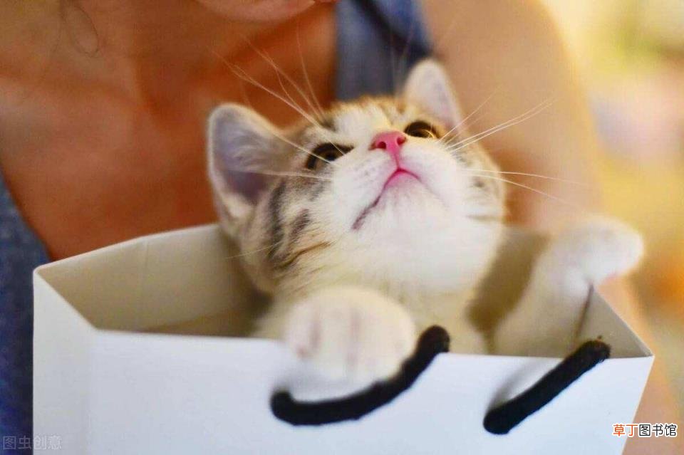 家猫为啥不建议打疫苗 小猫多久洗一次澡