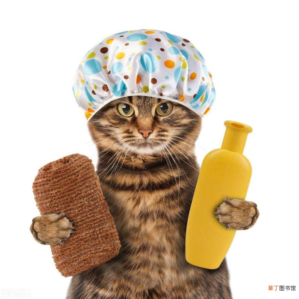 家猫为啥不建议打疫苗 小猫多久洗一次澡