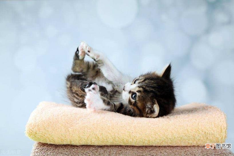 家猫为啥不建议打疫苗 小猫多久洗一次澡
