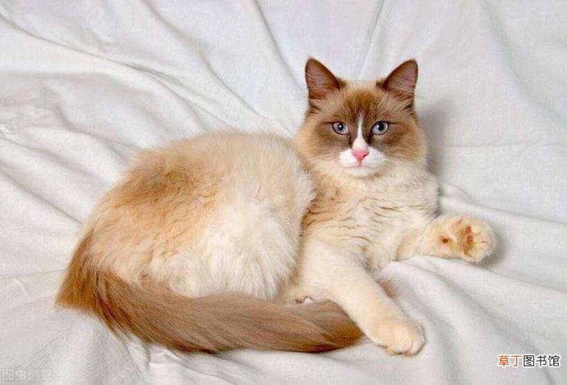 家猫为啥不建议打疫苗 小猫多久洗一次澡