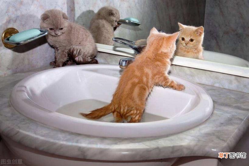 家猫为啥不建议打疫苗 小猫多久洗一次澡