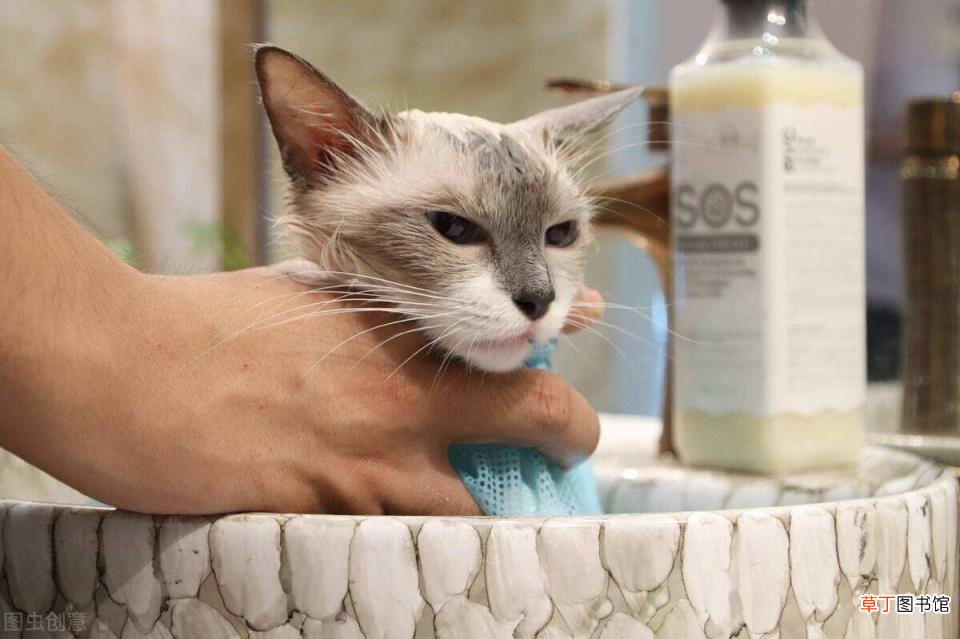 家猫为啥不建议打疫苗 小猫多久洗一次澡