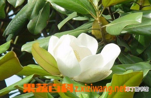 荷花玉兰的功效与作用