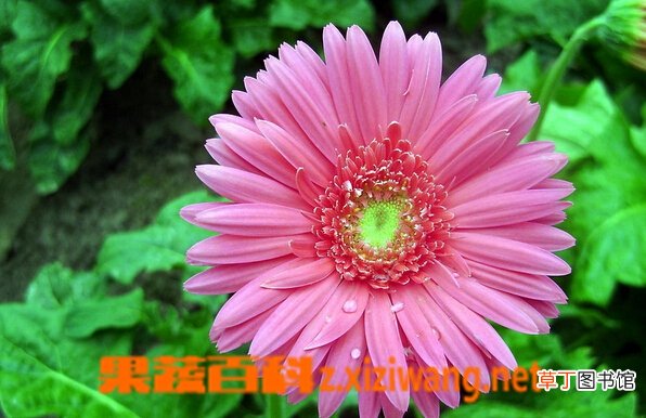 非洲菊的功效与作用