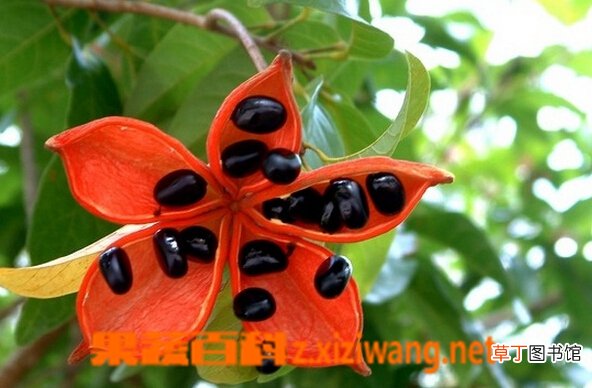 假苹婆的功效与作用