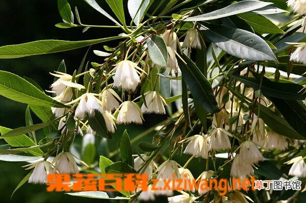 水石榕的功效与作用
