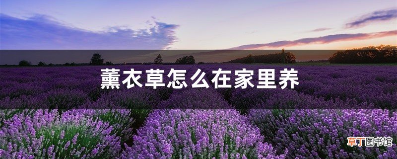 薰衣草怎么在家里养