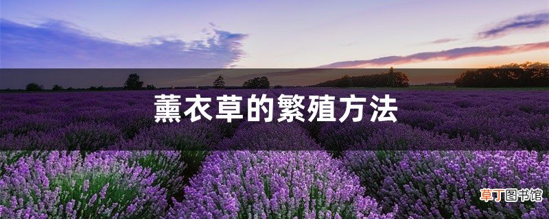 薰衣草的繁殖方法