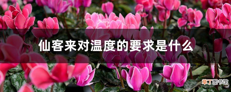 仙客来的种植环境
