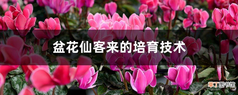 盆花仙客来的培育技术