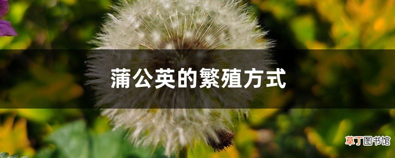 蒲公英的繁殖方式