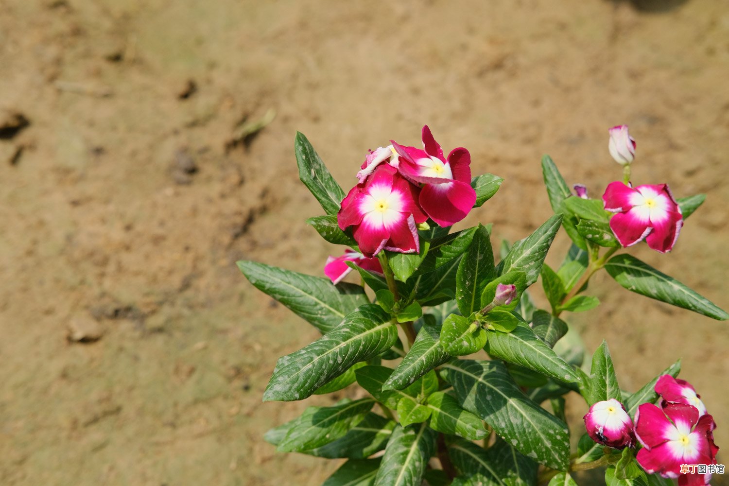 长春花怎么养