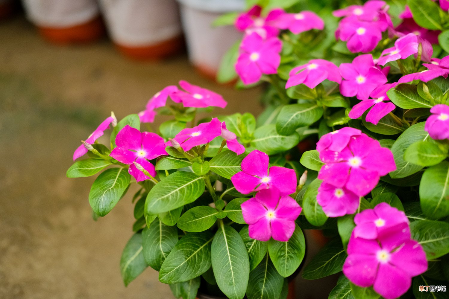 长春花怎么养