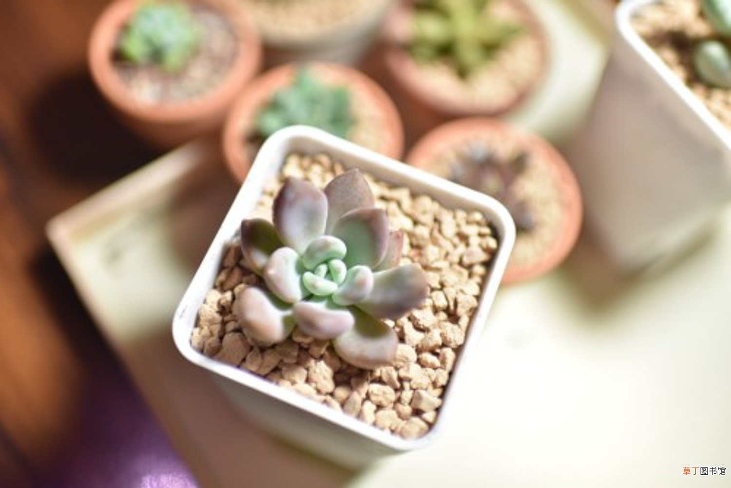 多肉植物的冬季养护