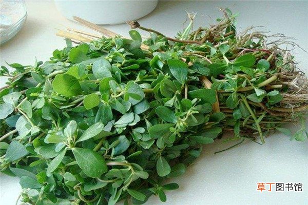 马齿苋怎么染发
