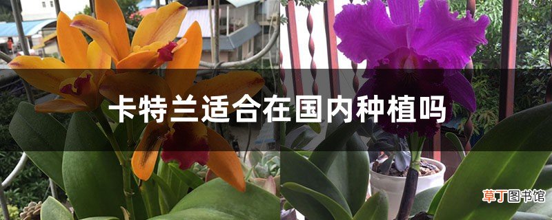 卡特兰适合在国内种植吗
