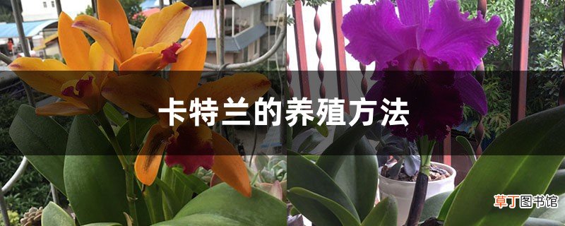 卡特兰的养殖方法