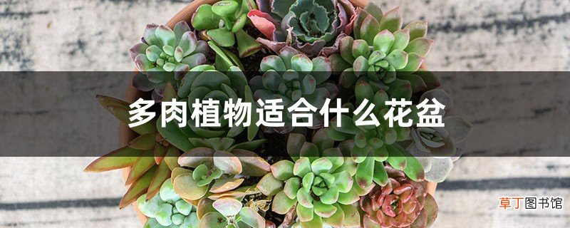 多肉植物适合什么花盆