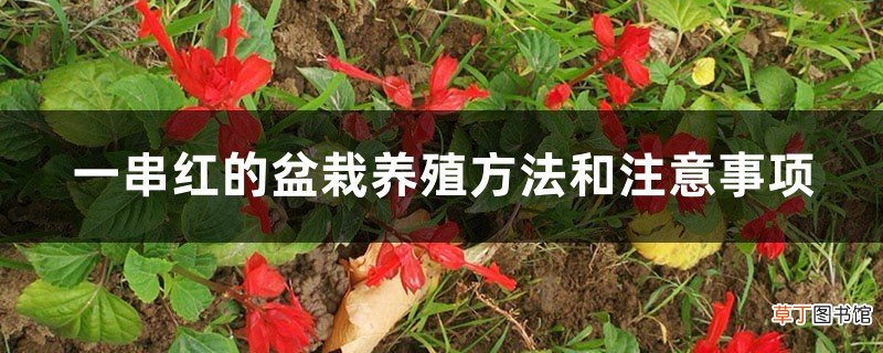 一串红的盆栽养殖方法和注意事项