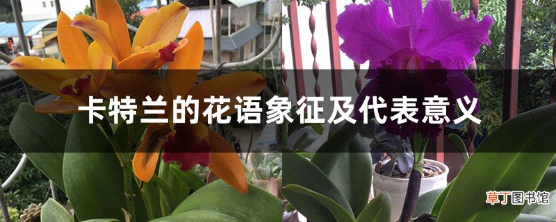 卡特兰的花语象征及代表意义