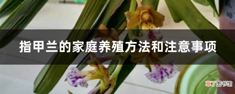 指甲兰的家庭养殖方法和注意事项