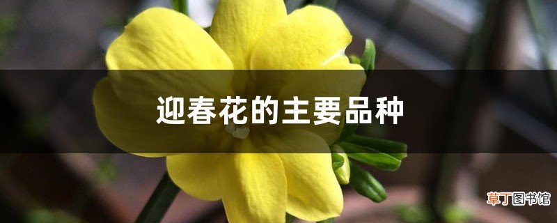迎春花的主要品种