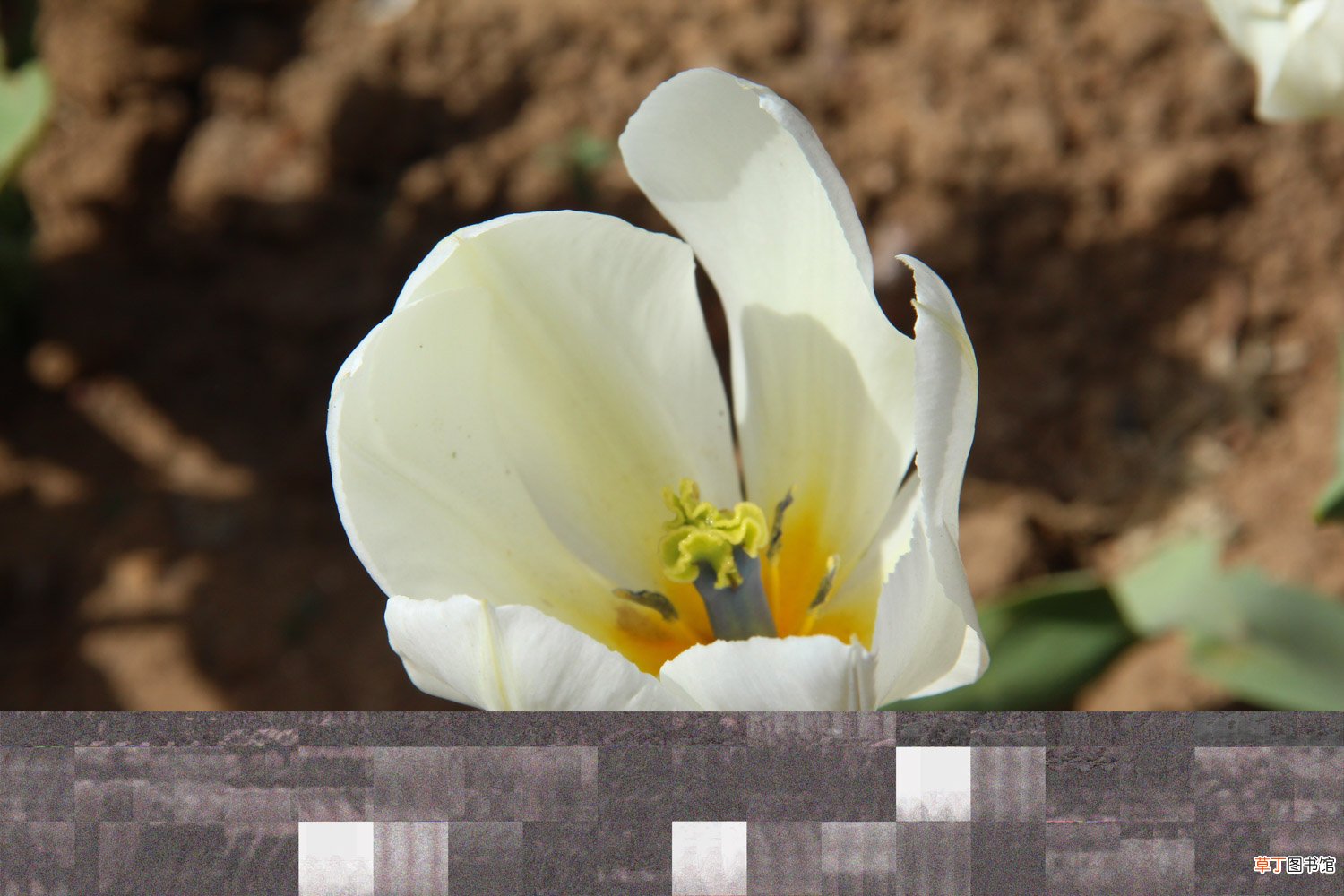 郁金香有哪些品种