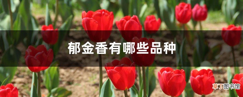 郁金香有哪些品种