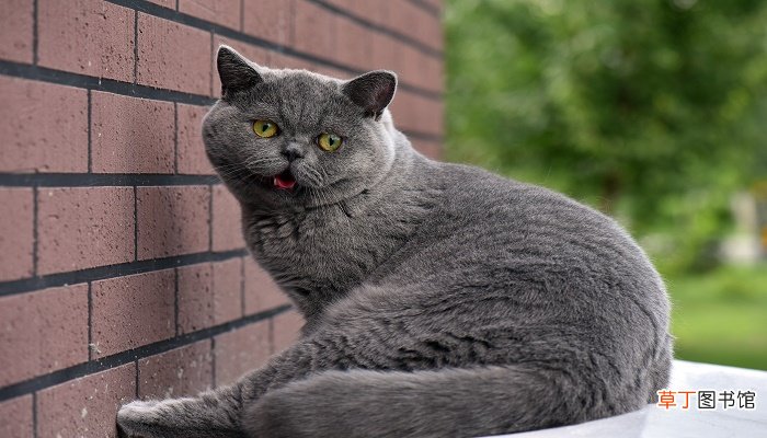 猫发出咕噜咕噜的声音是什么意思