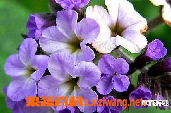 香水草的功效与作用
