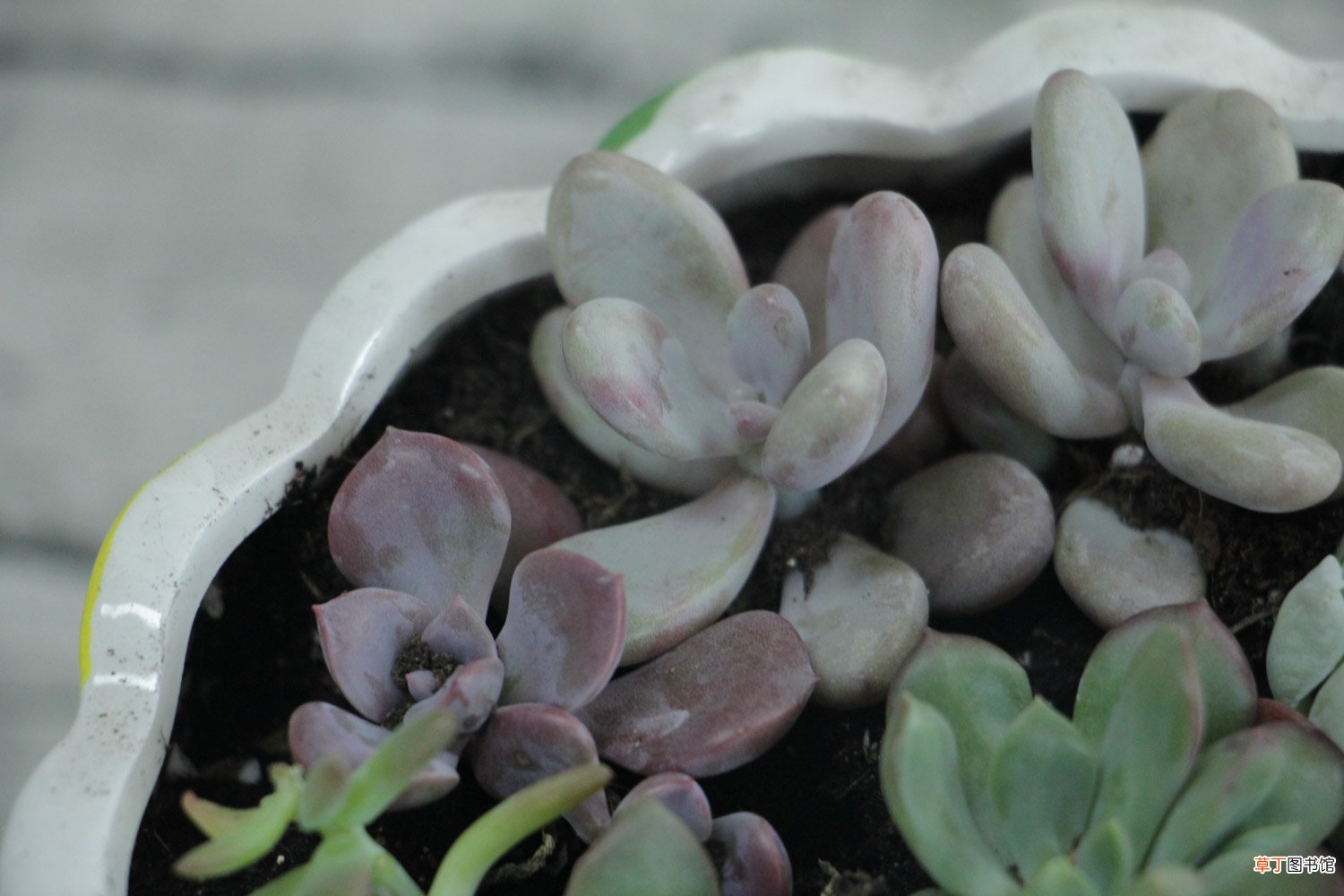 多肉植物怎么养活